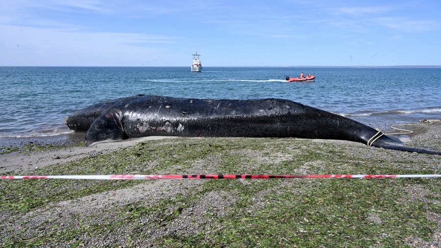 Ya son 30 las Ballenas muertas en Chubut 